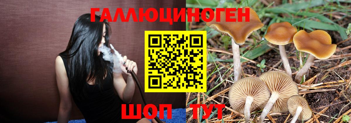 Псилоцибиновые грибы мицелий Лесосибирск